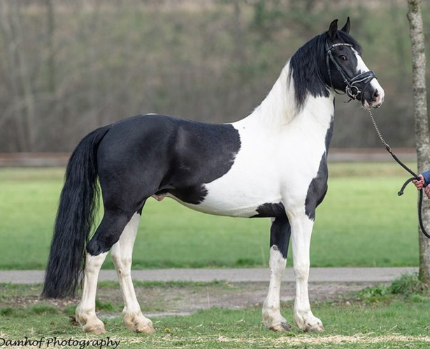 EDSARD BP56 - Barock Pinto Stallion